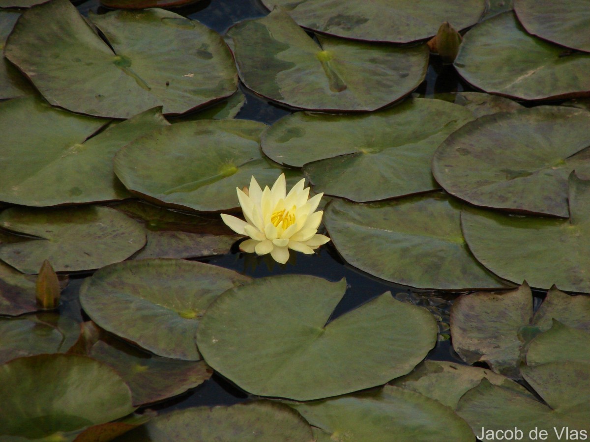 Nymphaea mexicana Zucc.